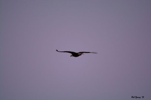 Eagle flying west - downstream.